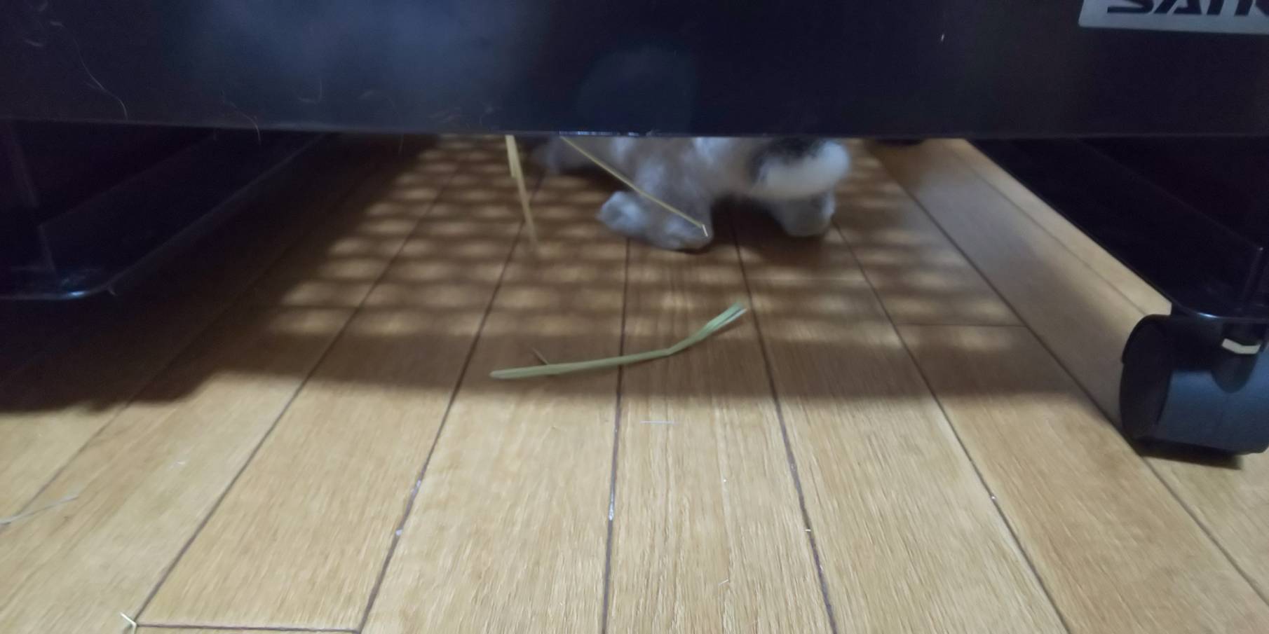 ウサギがケージ掃除邪魔する ミニウサギはじめました ウサギとラットの飼育 ポケモンｇｏ情報