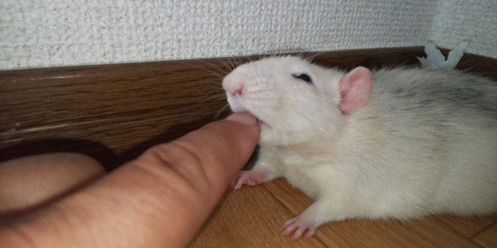 ペットの走り回る部屋の掃除