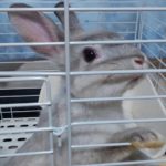 【ウサギケージ】　一番いい　SANKO イージーホーム エボ 80BK　うちのミニウサギのケージ