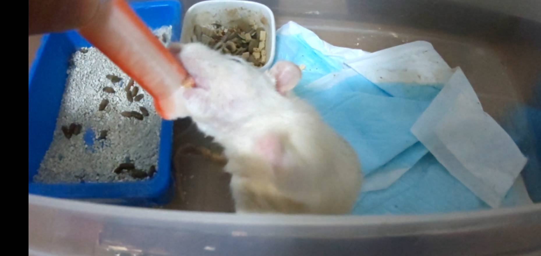 【ファンシーラット】カニカマ大好き　ファンシーラット！まるでジョーズですｗ