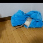 【ファンシーラット】 洞窟の巣穴に帰る感じのラット