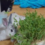 【ミニウサギ】 10月15日　朝から元気すぎるウサギ。