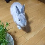 【ミニウサギ】 朝から元気盛り盛りです。ウサギ君