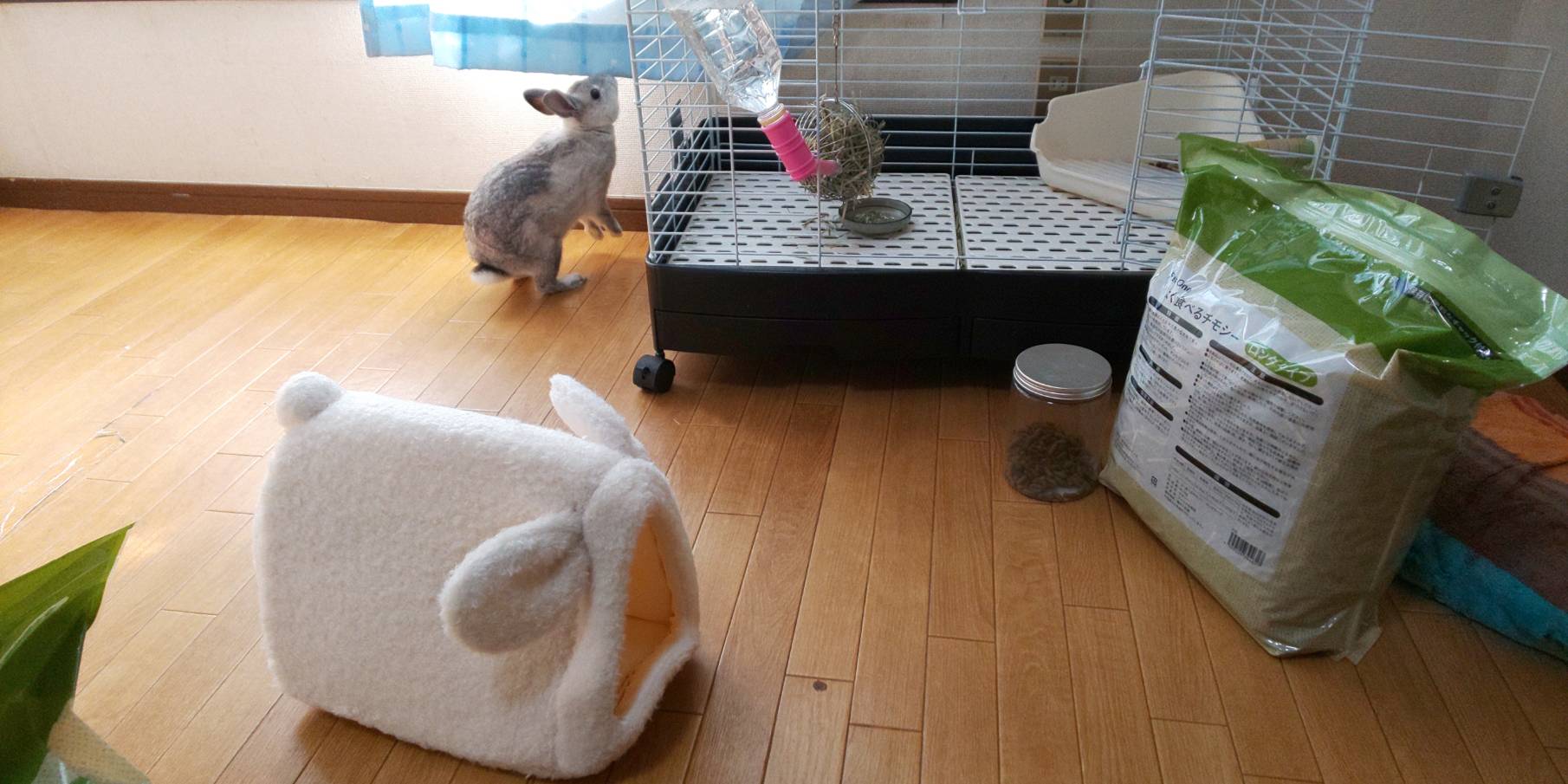 ミニウサギ ウサギの快適ベッドを買って見たんだけど ミニウサギはじめました 芸能ネタ アニメネタetcまとめて見ました