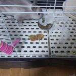 【ミニウサギ】 豆苗がすごい小さくなった！！根っこまで食べるんですねｗ