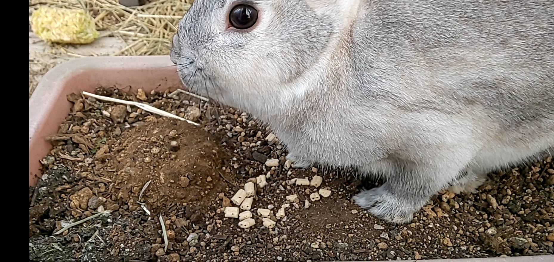 ミニウサギ 昨日は散歩が1時間だったのではしゃぎまくる ミニウサギはじめました ウサギとラットの飼育 ポケモンｇｏ情報