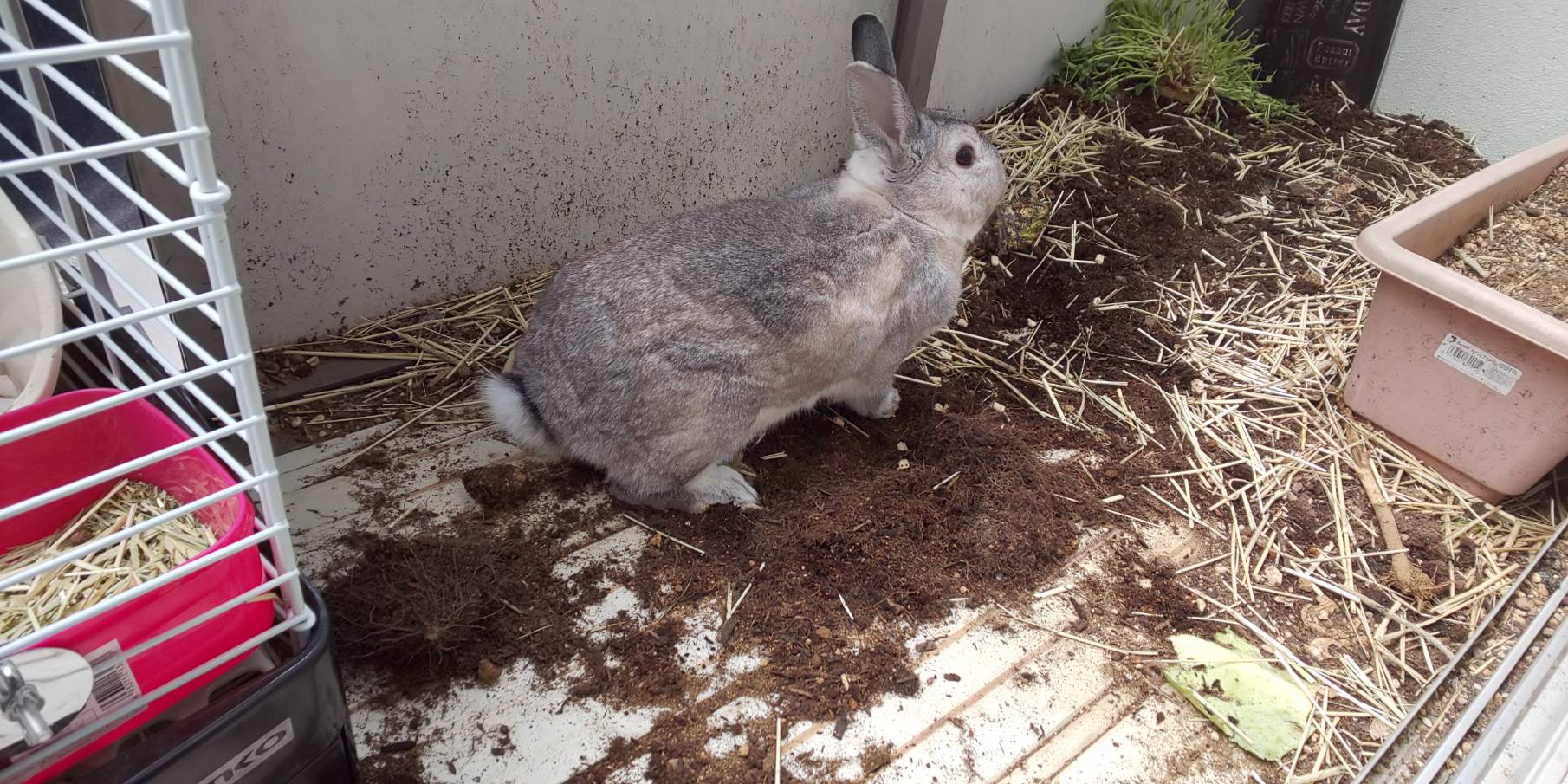 ミニウサギ ベランダ散歩したら土が散乱 ミニウサギはじめました 芸能ネタ アニメネタetcまとめて見ました