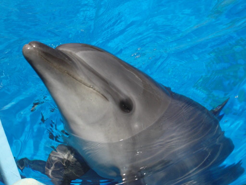 一緒に暮らしたいポケモンを上げていけ ミニウサギはじめました ウサギとラットの飼育 ポケモンｇｏ情報