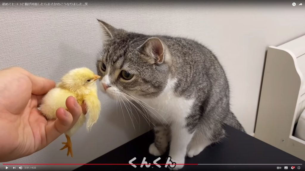 【YouTube】ギネス認定の猫ユーチューバー、預かったヒヨコを猫に近づける動画で批判相次ぐ「危なすぎる」謝罪後も苦言集まる